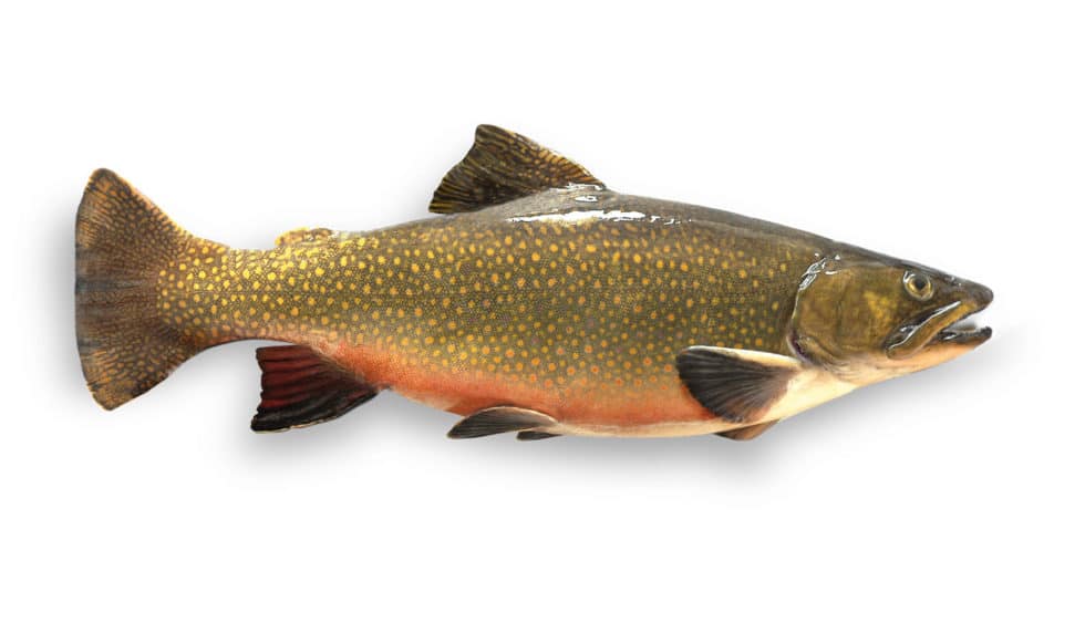 Saumon de fontaine Charles Murgat